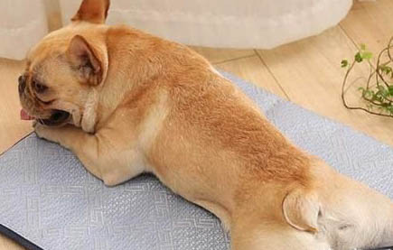 狗狗得了冠狀病毒發(fā)抖怎么辦