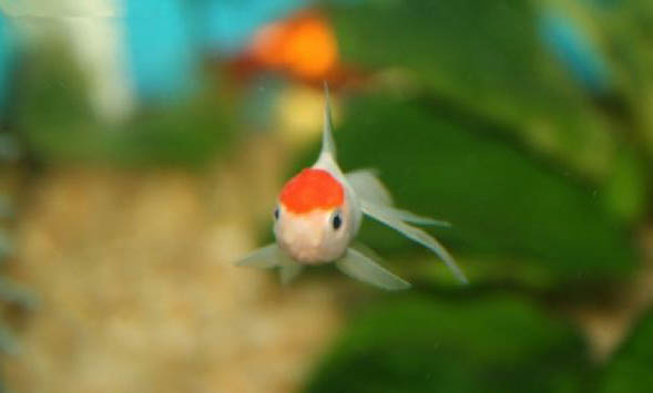 草金魚長得能長多大