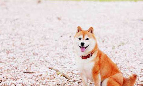 柴犬拉稀的原因及處理方法