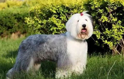 英國古代牧羊犬拉丁名稱