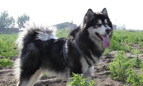 棉花面紗犬哪里有賣