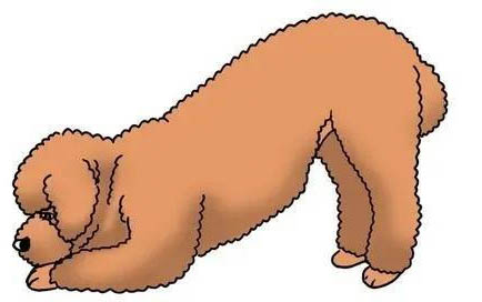 狗宮縮發(fā)抖多久能生