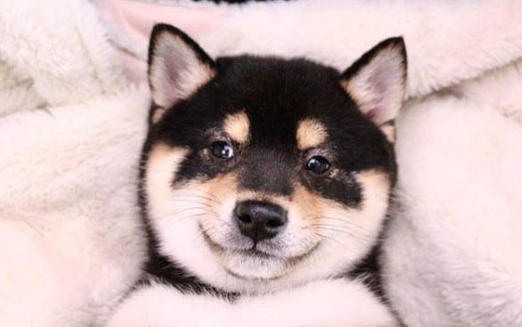 柴犬和哈士奇哪個好養