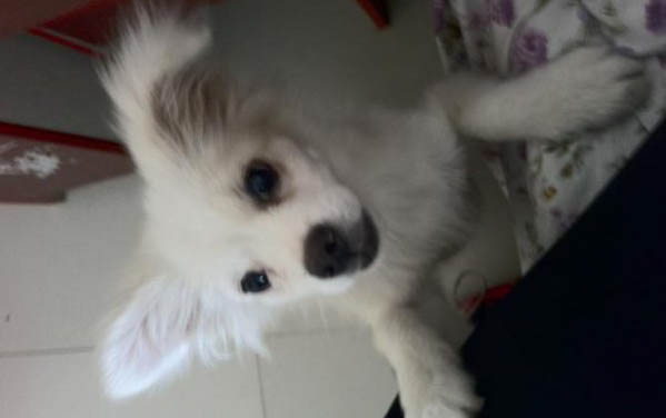 狗狗抑郁了怎么辦？