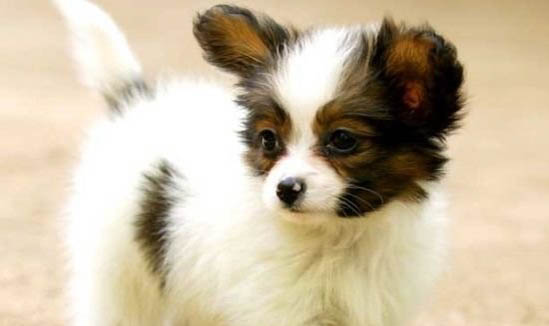 土狗幼犬怎么分辨