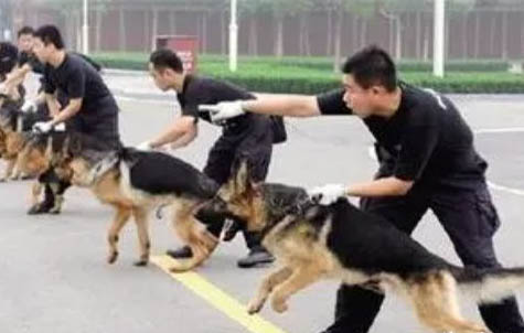 狗狗能吃蛋白嗎