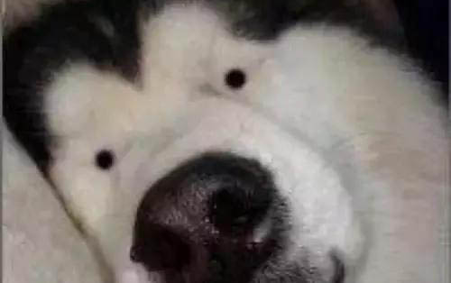 貓咪吃鵪鶉蛋能不能吃蛋白