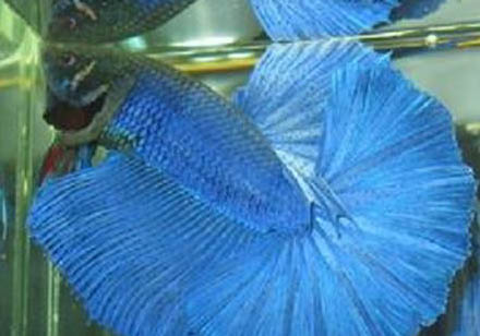 泰國斗魚多久可以繁殖第二次