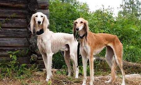 田野小獵犬不愛吃東西的原因都是什么