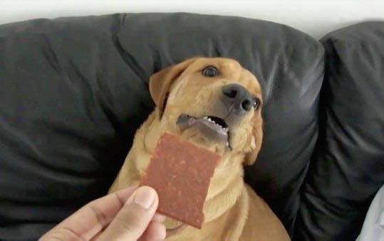 如何教狗狗自己吃狗糧啊