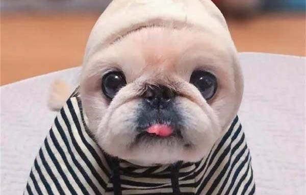 狗狗美容時如何控制狗