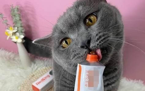 貓咪快生前一周有啥反應