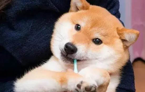 狗感冒都會是犬瘟嗎