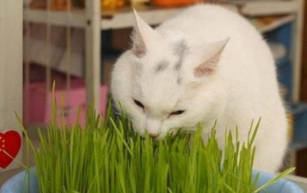 貓咪牽引繩哪里有賣