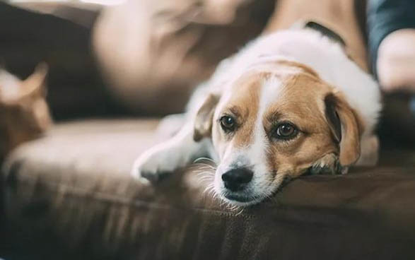 狗狗狗糧哪個牌子好?
