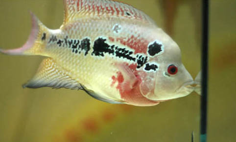 觀賞魚(yú)身上有白點(diǎn)怎么回事