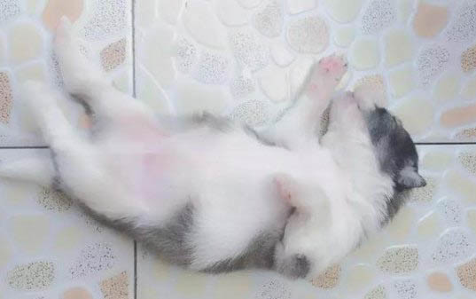 新手如何正確給狗喂狗糧啊