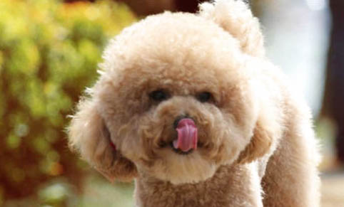 泰迪狗得狂犬病的癥狀有哪些