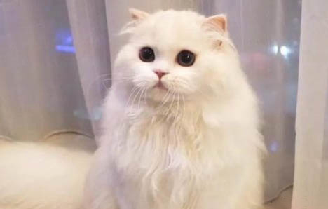 豆腐貓砂和松木貓砂哪個好