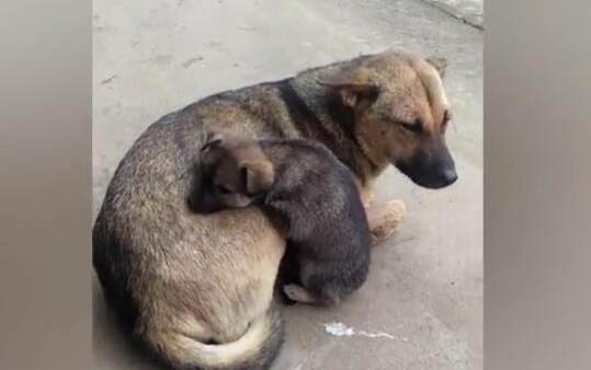 狗狗得了犬瘟病要多久才能產生抗體