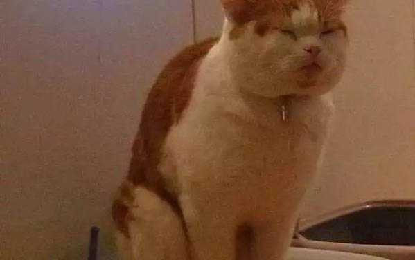 貓咪胰腺炎多久能治好嗎