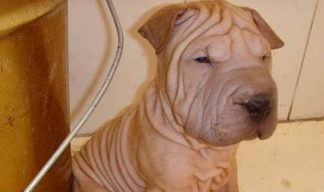 沙皮狗真的是大型犬嗎?