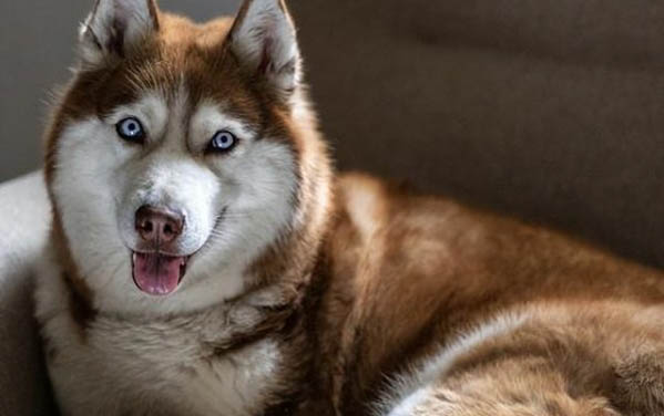狗狗過敏癥狀