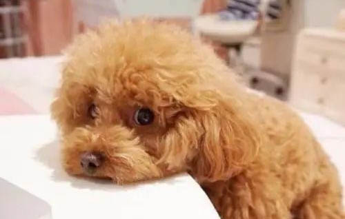 泰迪一個月吃多少克狗糧