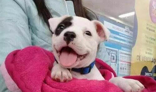 狗狗吃胡蘿卜可以嗎