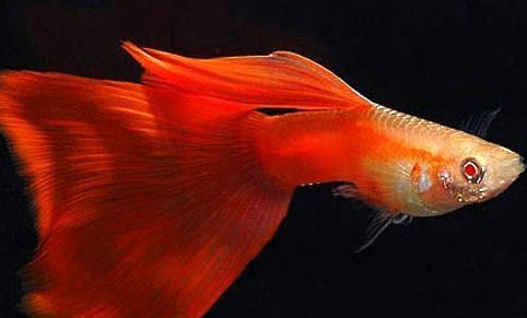 孔雀魚防跳缸