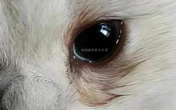 小貓貓?zhí)\多久可以好