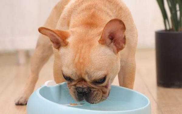 狗狗眼角膜潰瘍怎么治比較好一點