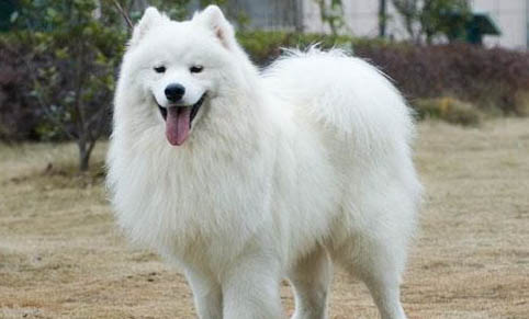 造成薩摩耶犬口臭的原因