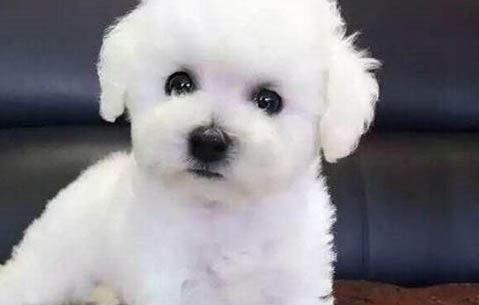 狗狗不愛喝水該怎么辦