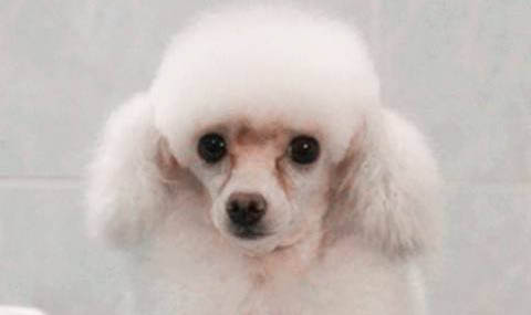 中型貴賓犬多少錢一只