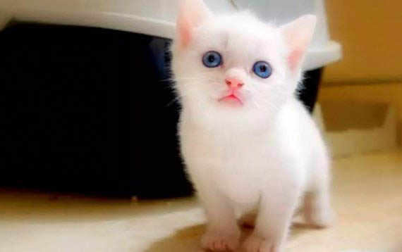 小貓骨折了能自愈不？