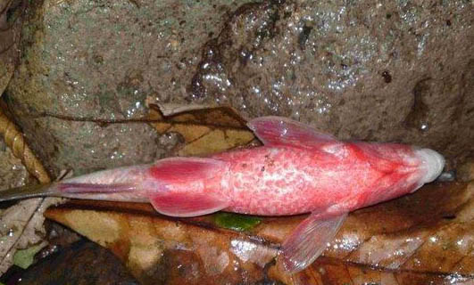 怎么挑選熱帶魚