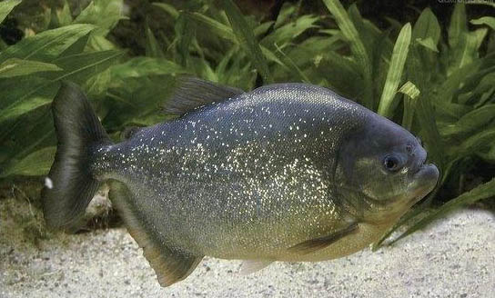 虎魚能和鸚鵡魚混養(yǎng)嗎