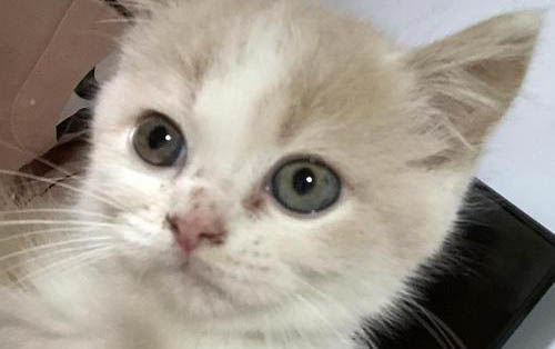 小貓中毒恢復可以吃什么