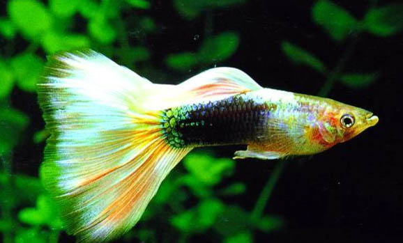 養觀賞魚的方法和技巧