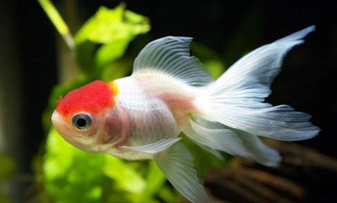 金魚公母區分圖解