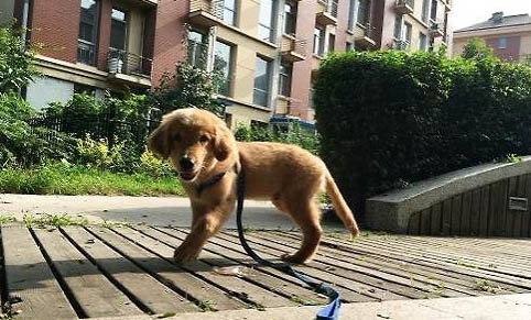 狗狗有哪些常見的傳染病