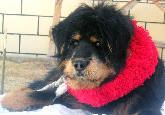 哪里有藏獒幼犬出售