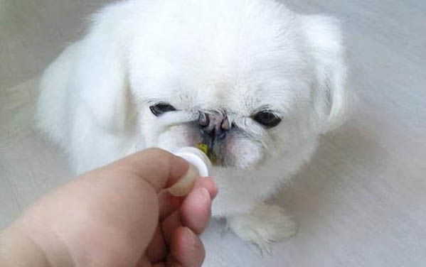 狗喝豆奶粉可以嗎