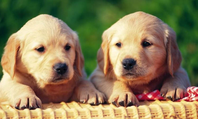 德牧犬不愛吃食怎么辦