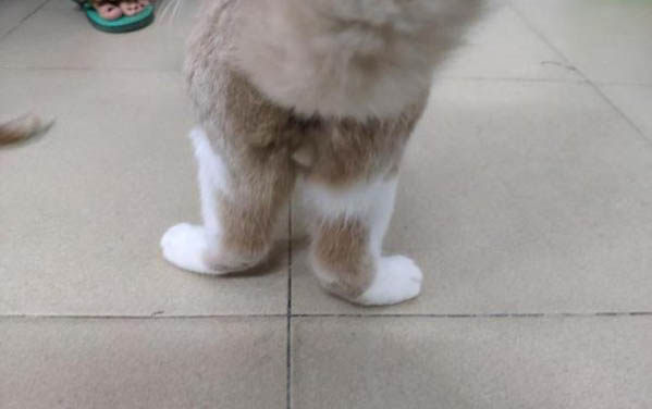 小貓會亂拉屎嗎