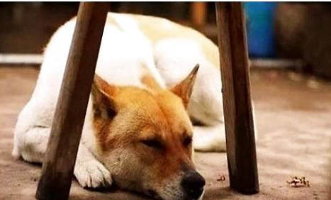 中華田園犬是禁養犬嗎
