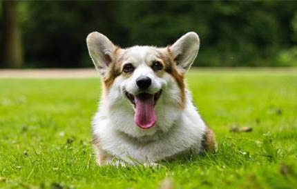 夏天幼犬多久洗一次澡啊