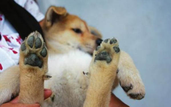 狗狗走路一瘸一拐，原因何在？