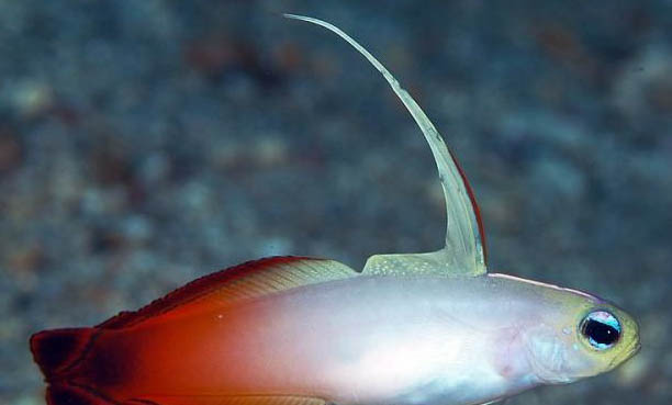 釣鱸魚用什么調(diào)性的路亞竿